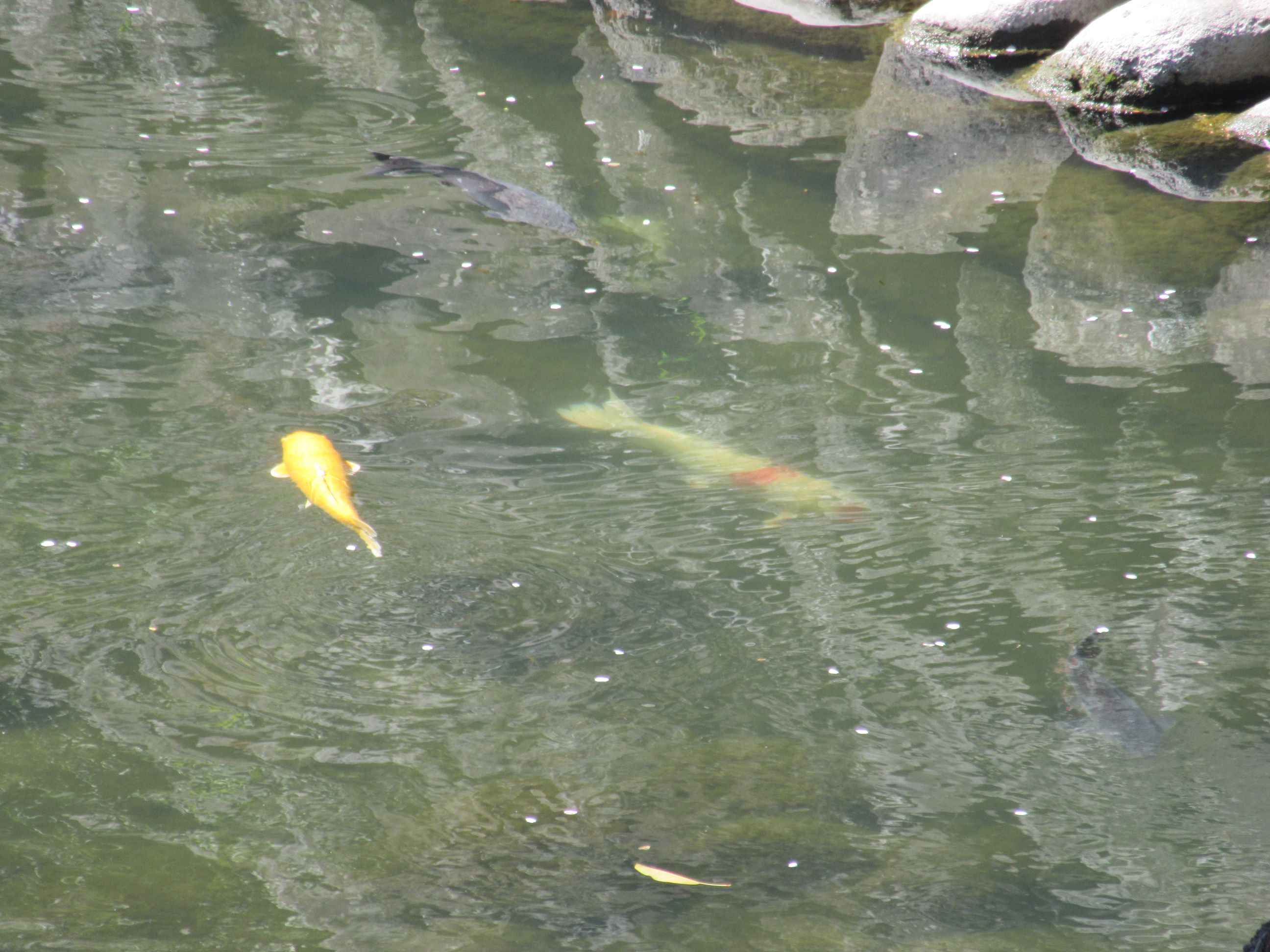長崎県長崎市の眼鏡橋付近にて撮影した、金の鯉と紅白の鯉です。縁起が良いです。