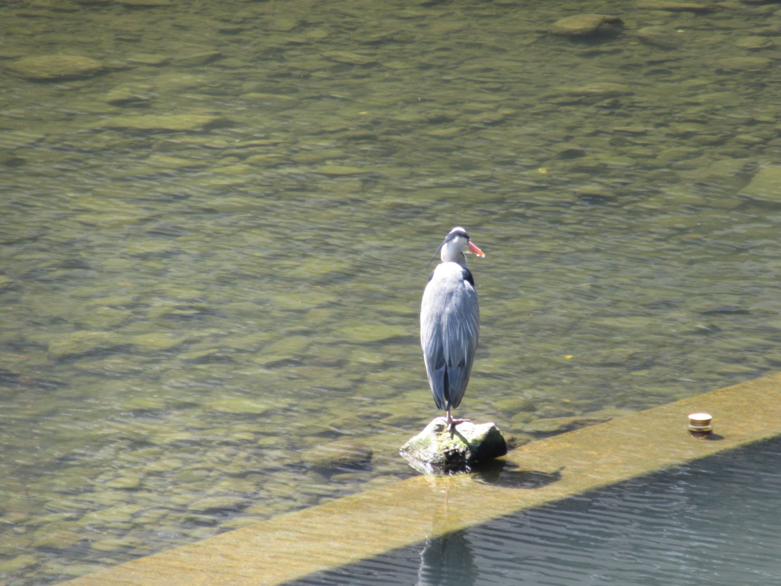 長崎県長崎市の眼鏡橋付近にて撮影した、川にいる鳥です。