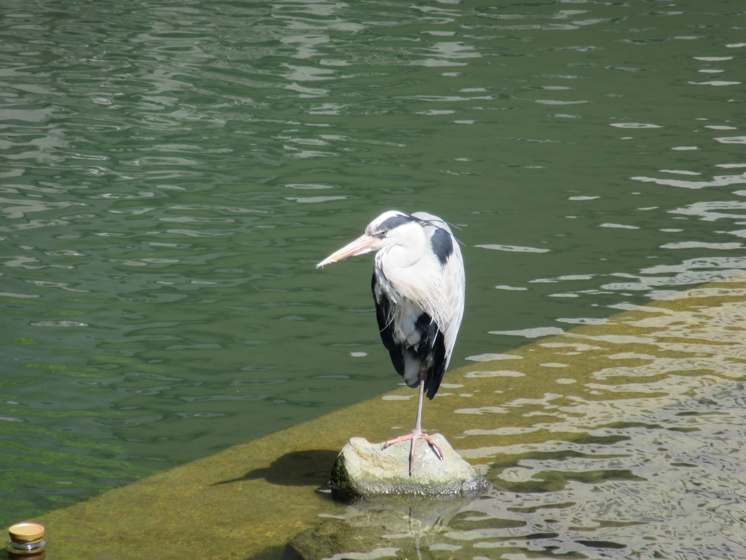 長崎県長崎市の眼鏡橋付近にて撮影した、川にいる鳥を前からも撮影しました。