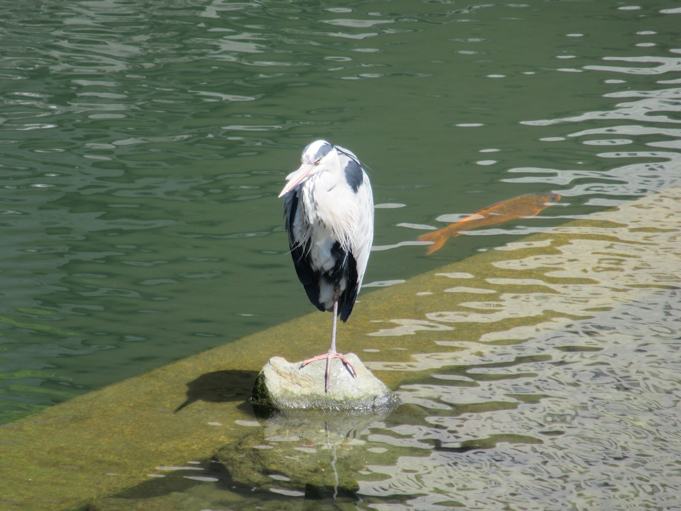 長崎県長崎市の眼鏡橋付近にて撮影した、川にいる鳥と、鯉です。