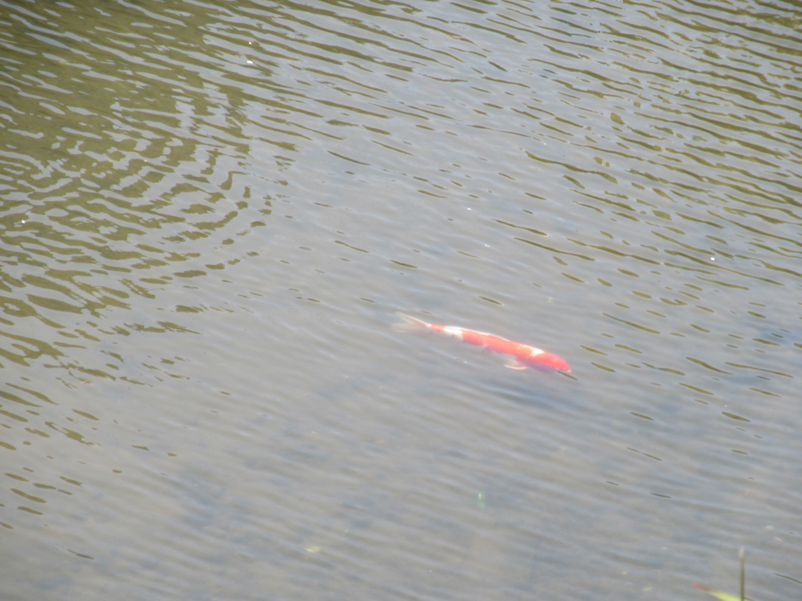 長崎県長崎市の眼鏡橋付近にて撮影した、鮮やかな赤色をした鯉です。