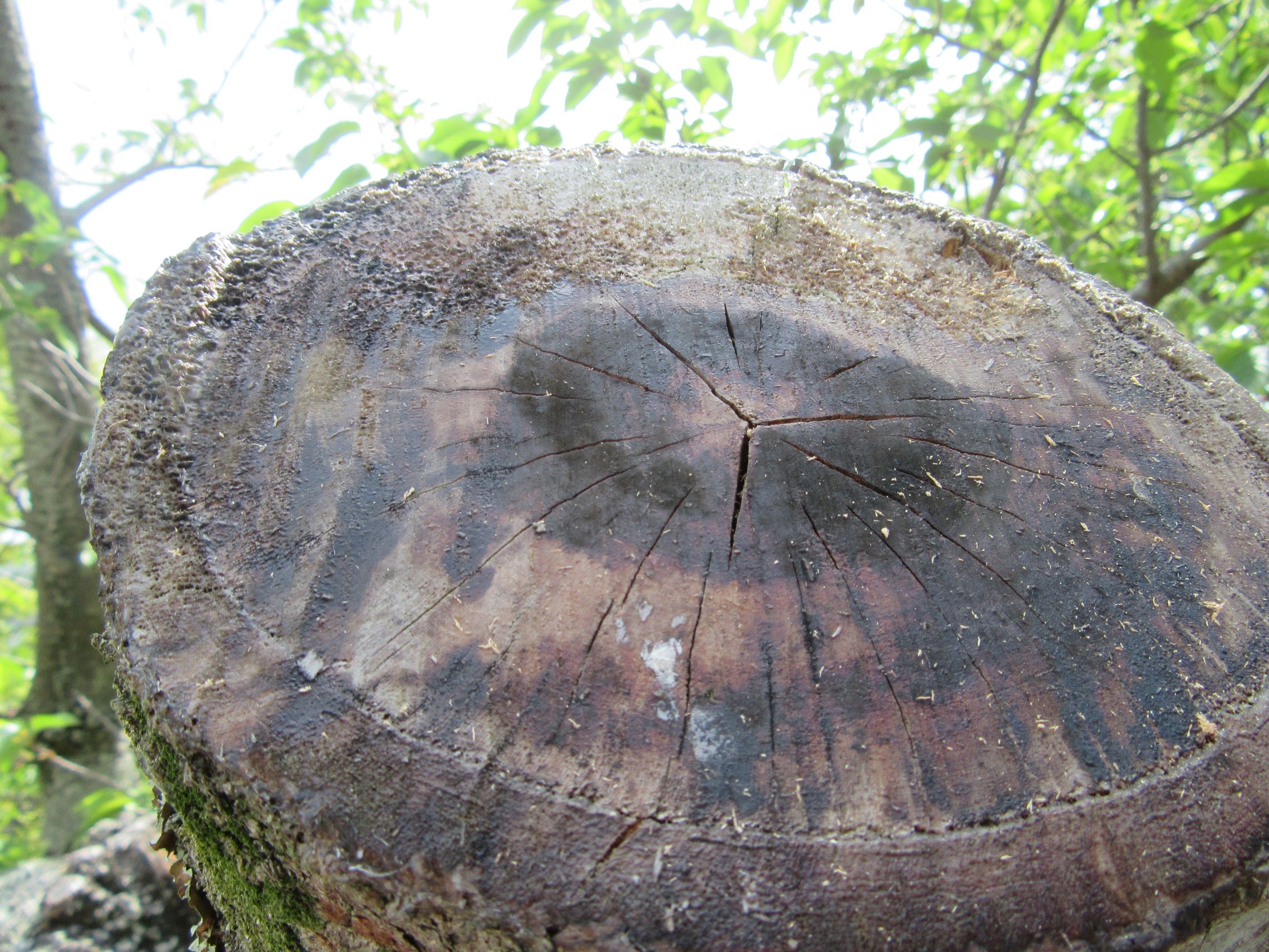 長崎県長崎市の淵神社にて撮影した木の切れ目です。
