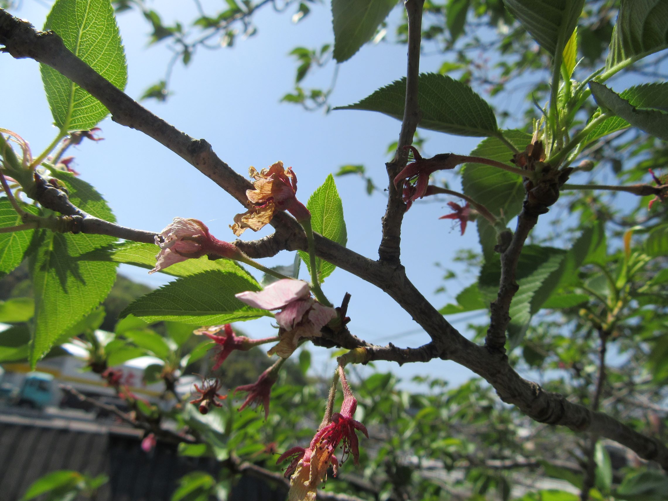 長崎県西彼杵郡長与町で撮影した、ギリギリ花がある桜。