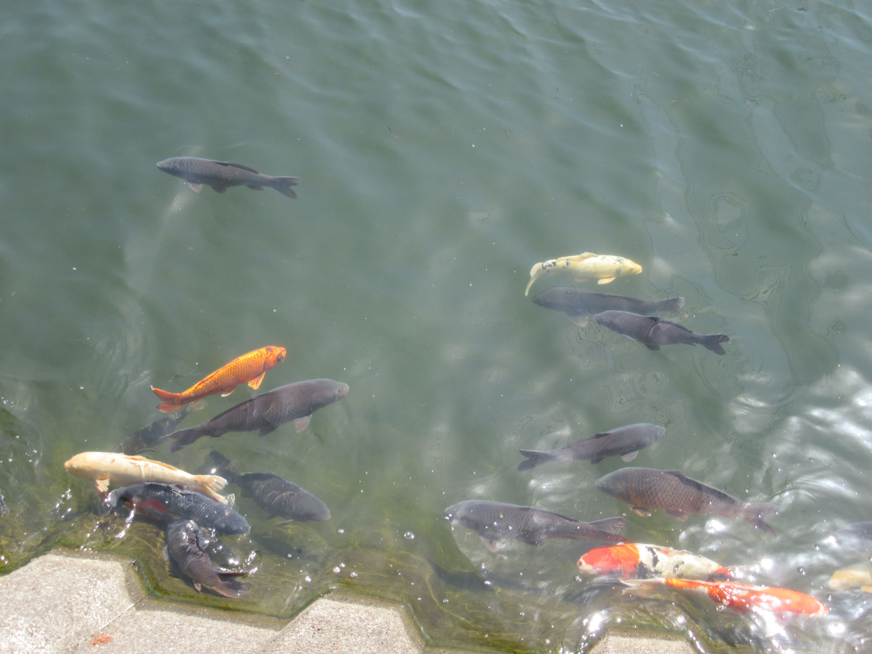 長崎県西彼杵郡長与町で撮影した、長与川を泳ぐ鯉。