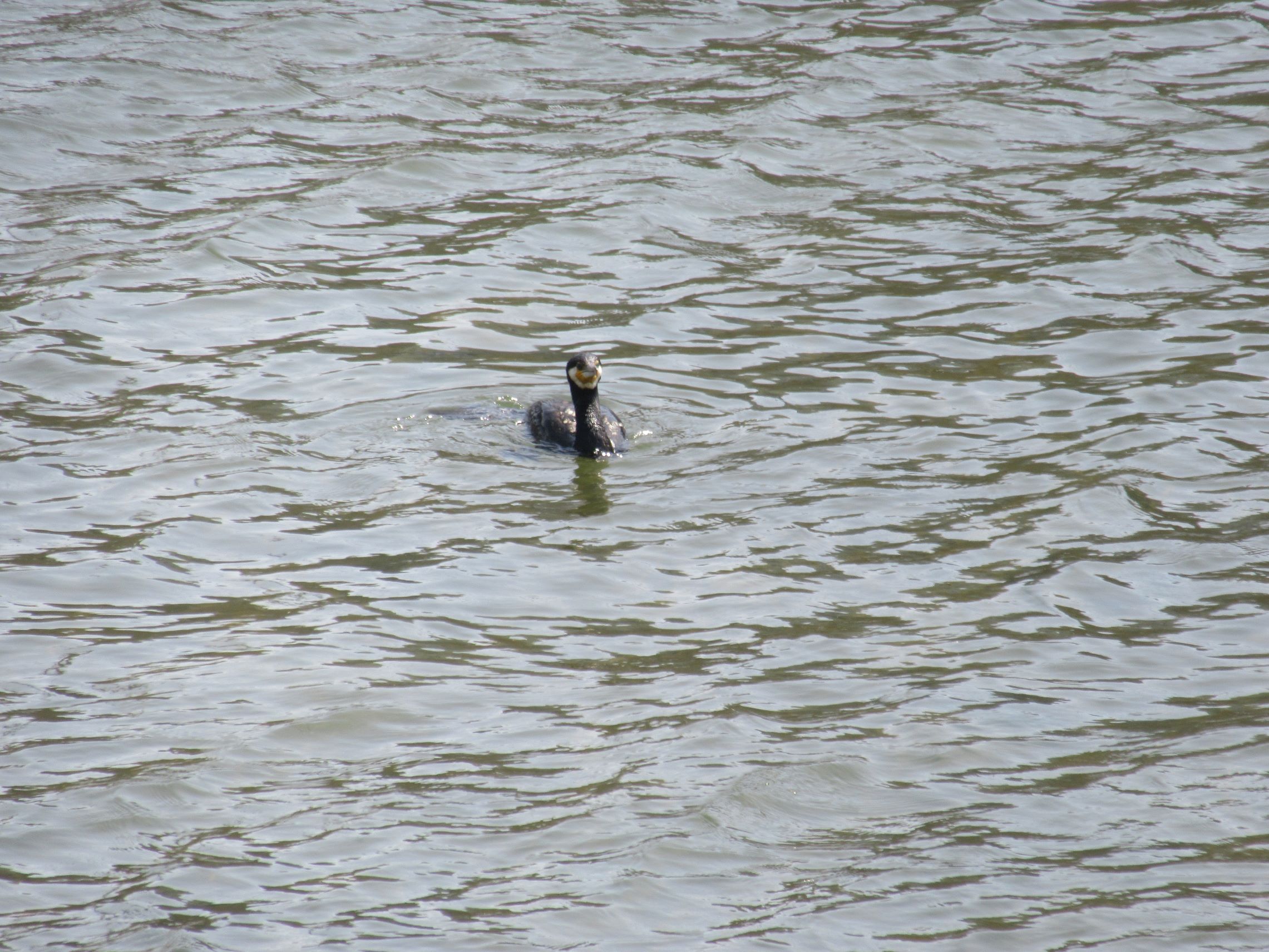 長崎県西彼杵郡長与町で撮影した、長与川にいる黒い鳥。