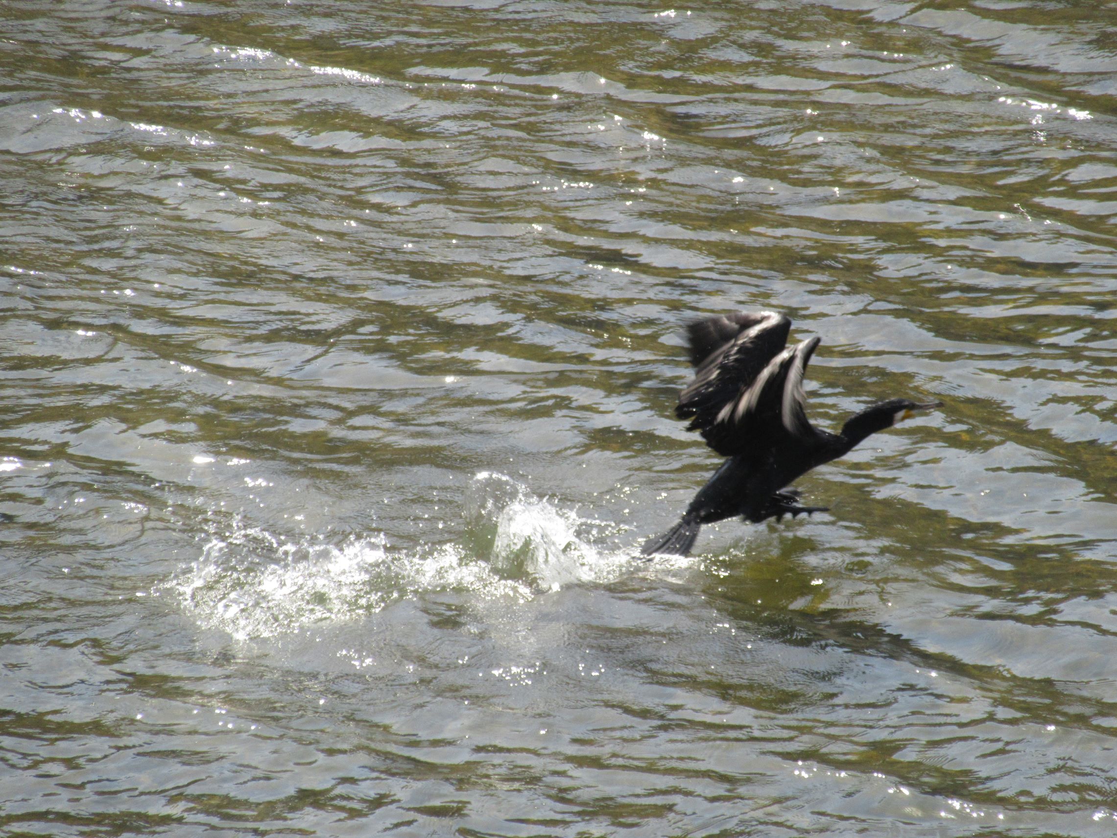 長崎県西彼杵郡長与町で撮影した、長与川から飛び立つ黒い鳥。