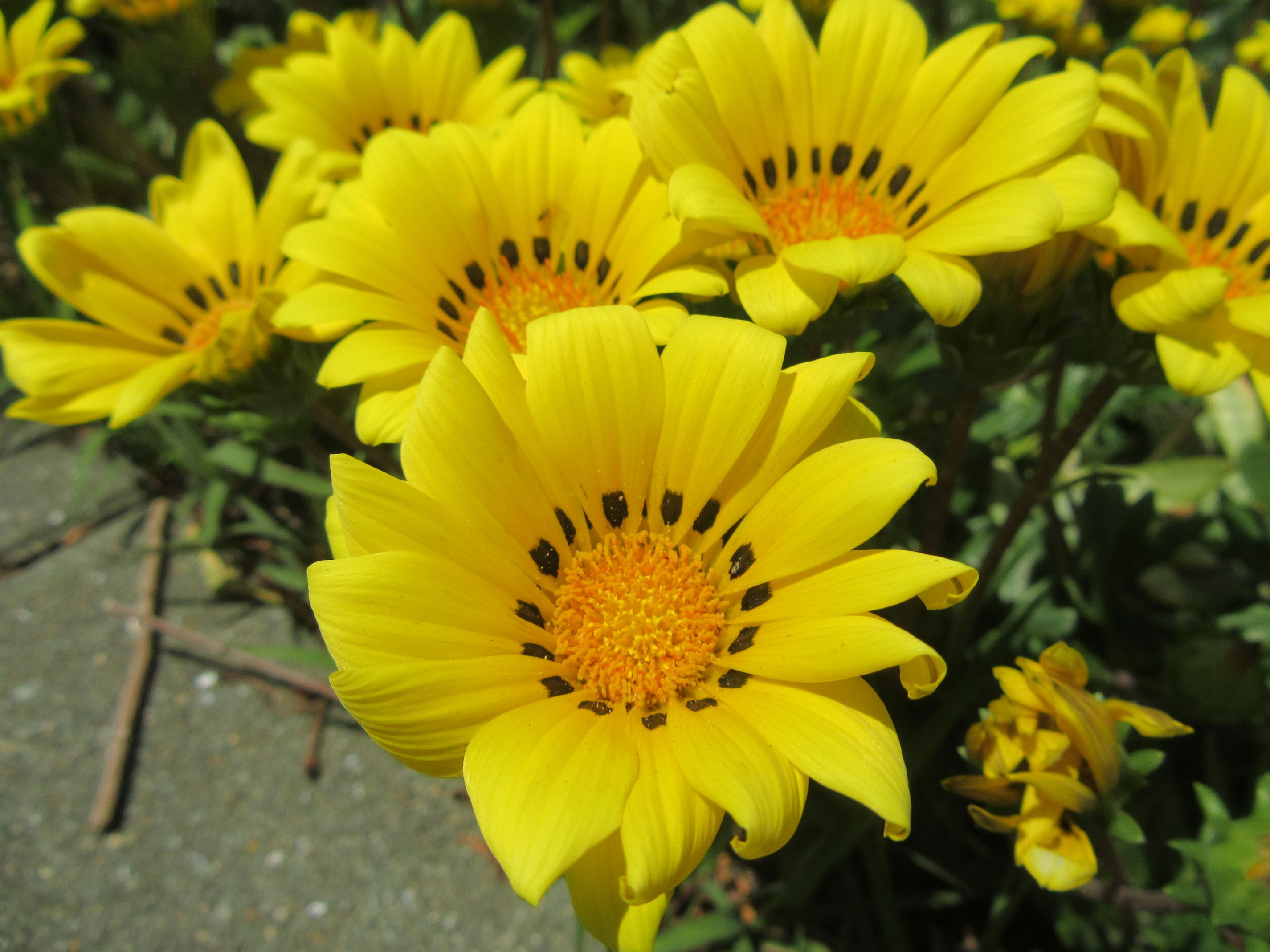 長崎県西彼杵郡長与町で撮影した、黄色いガザニアの花。