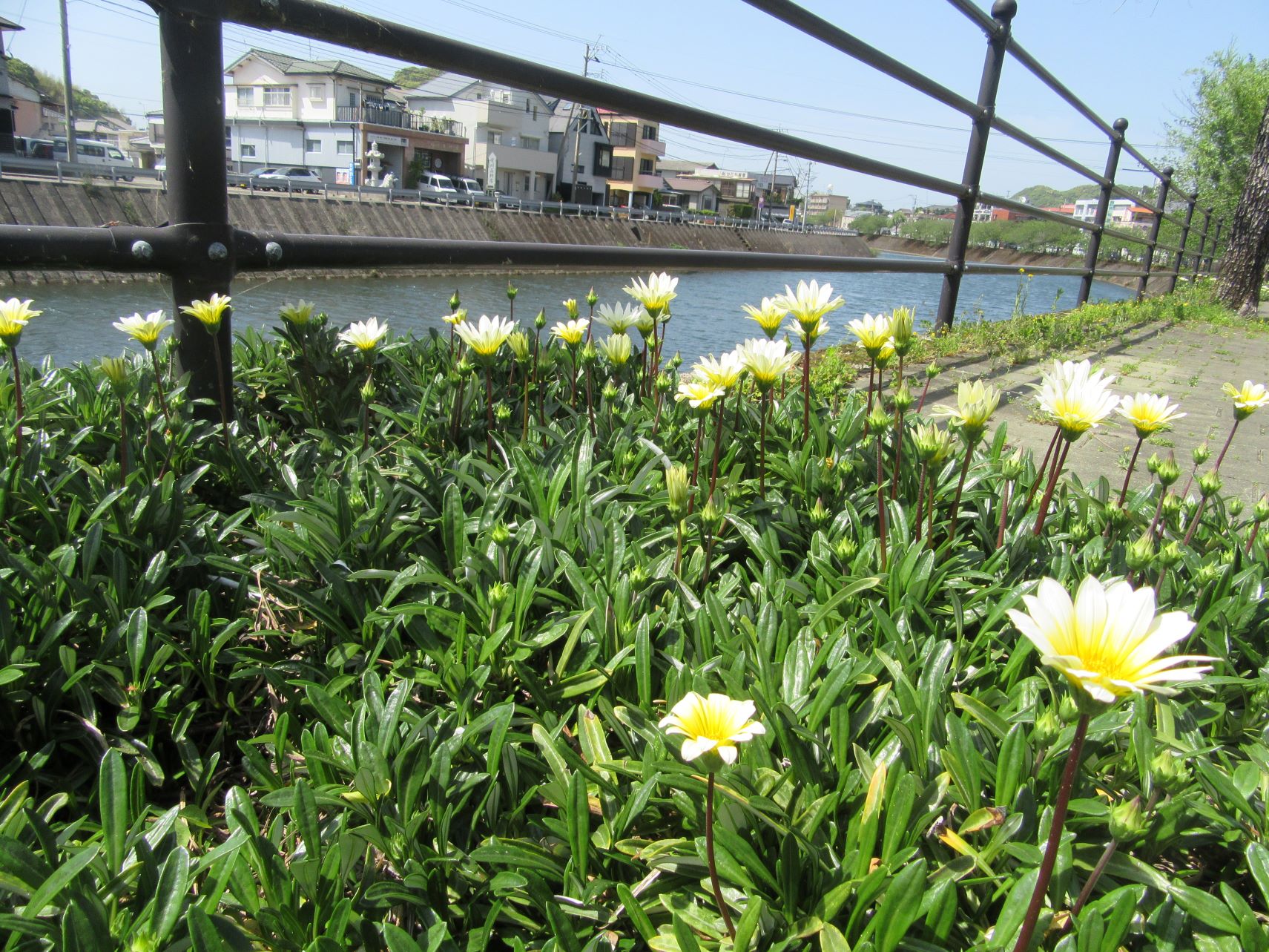 長崎県西彼杵郡長与町で撮影した、白いガザニアの花と、奥の長与川。