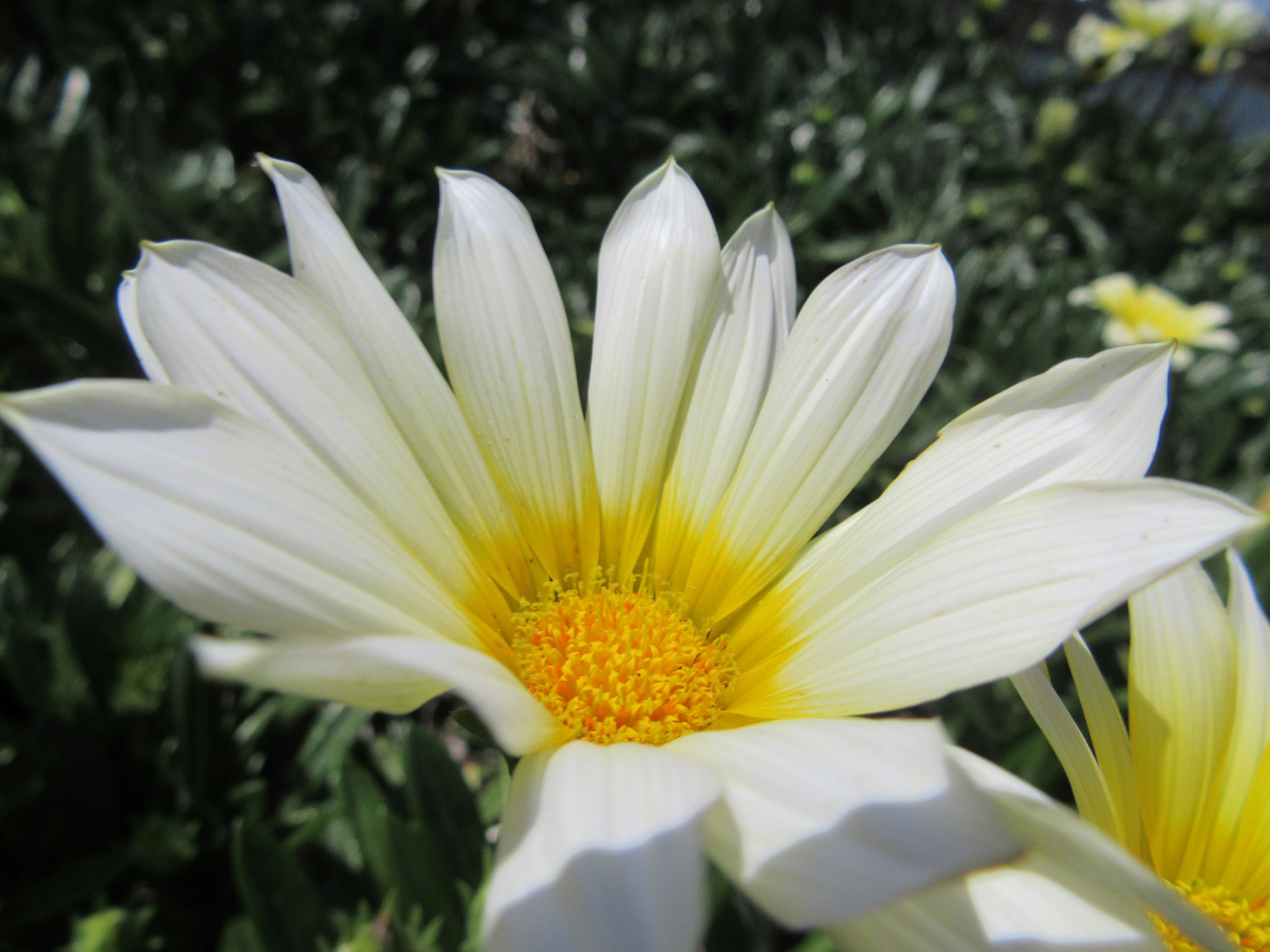 長崎県西彼杵郡長与町で近くから撮影した、白いガザニアの花。