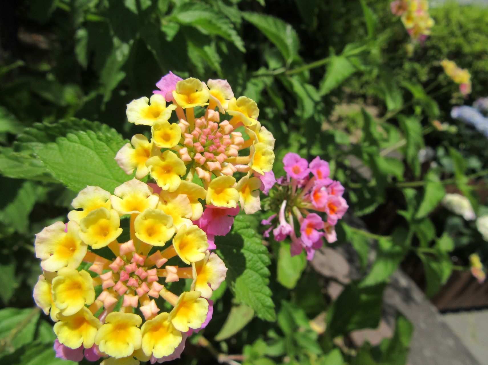 眼鏡橋の近くに咲いていた、ランタナと思われる花。