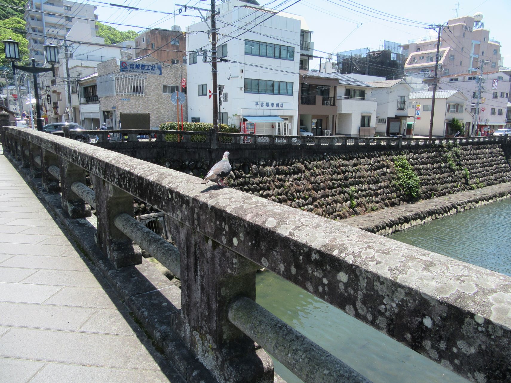 中島川にいた、鳩。