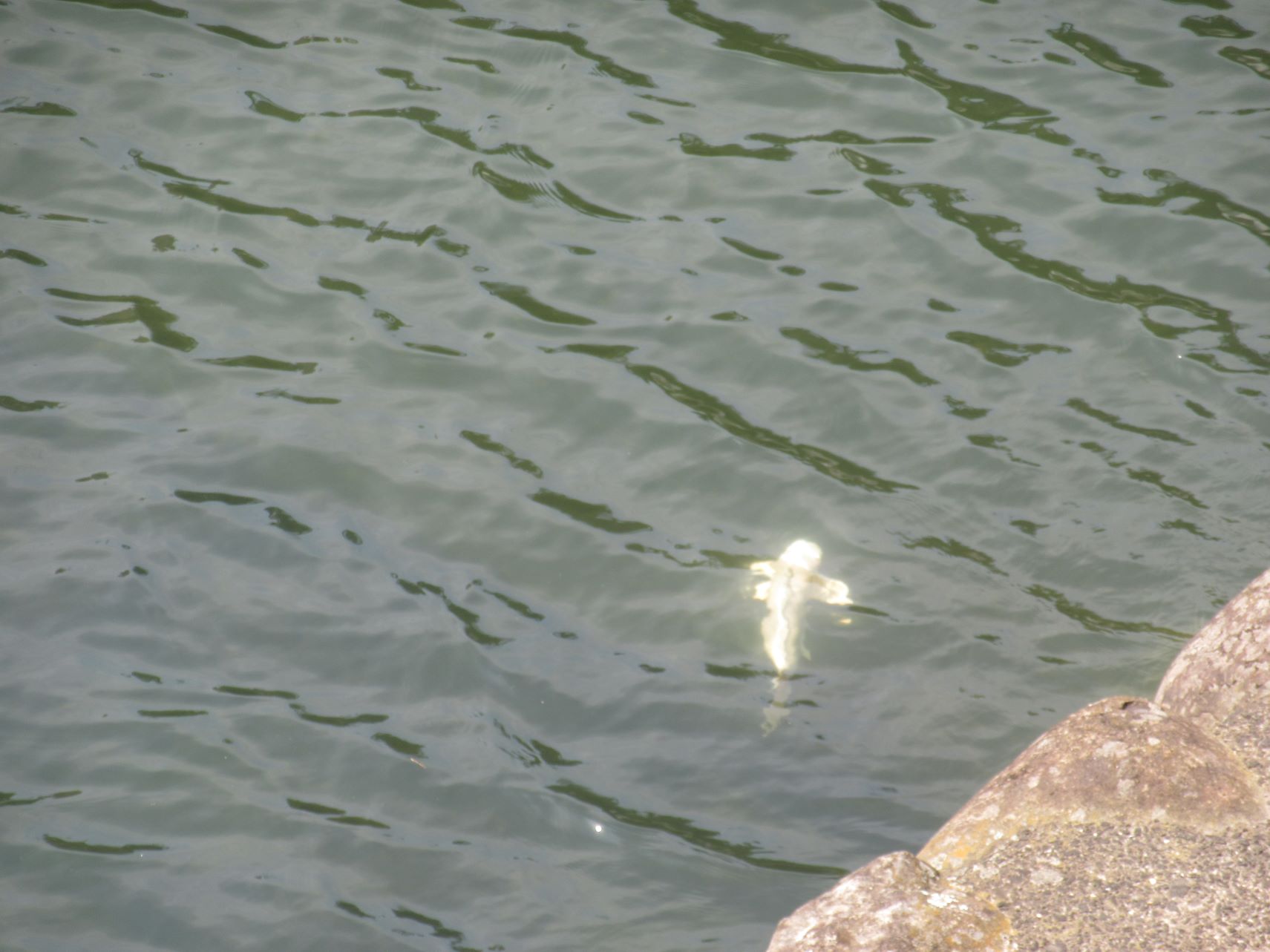長崎市眼鏡橋付近にいた、鯉と思われる魚。光の関係もあり綺麗だ。