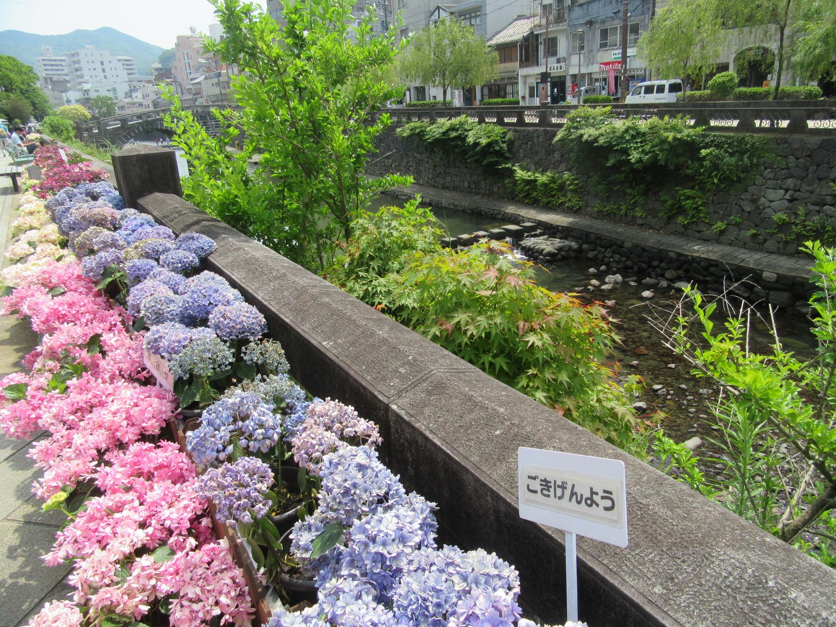 『ごきげんよう』という品種のあじさいと、奥にある長崎市の眼鏡橋。