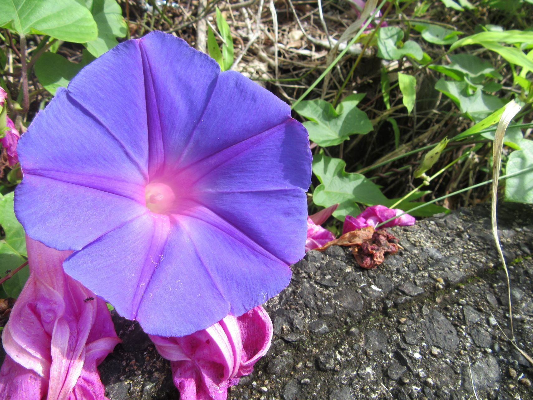 紫のアサガオの写真。