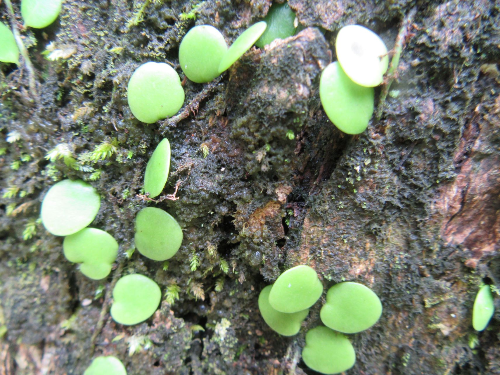 木に生えるマメヅタと思われる植物と、苔。