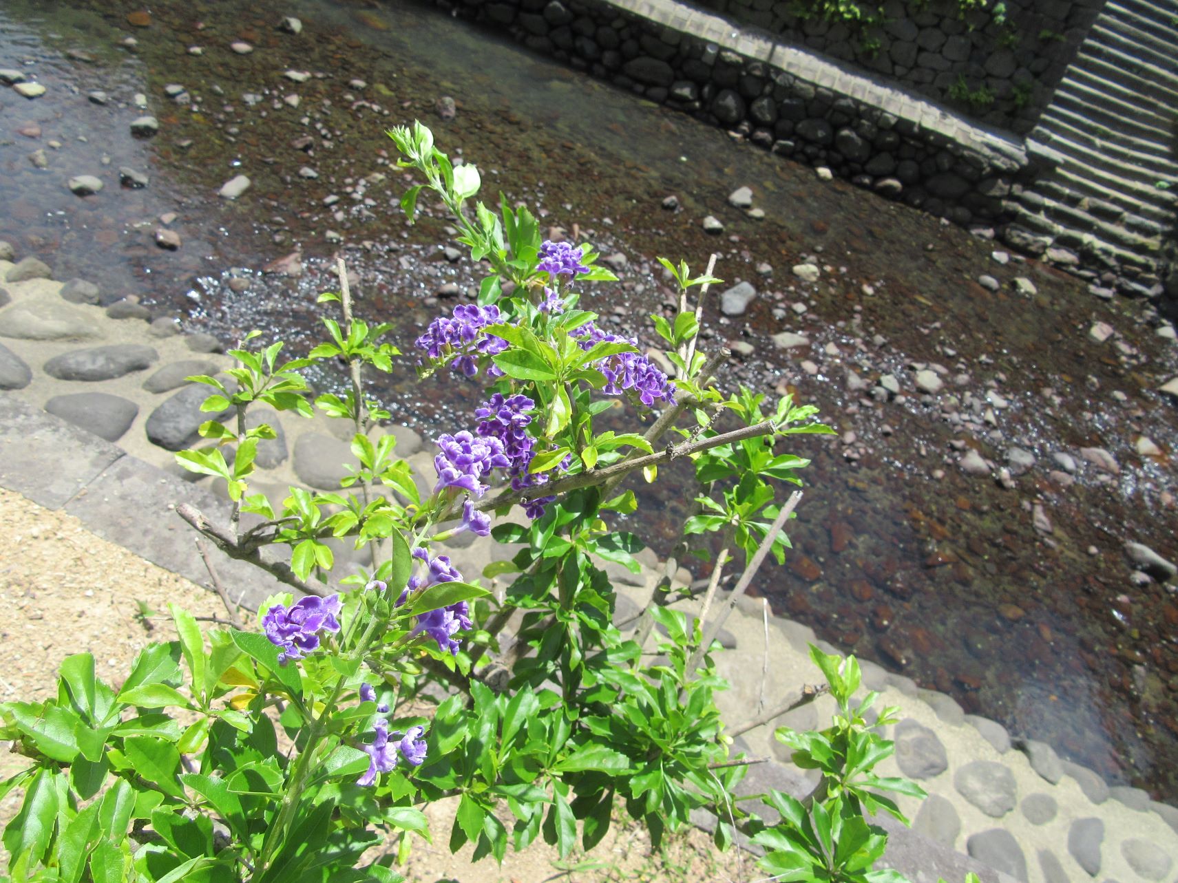 長崎市眼鏡橋付近の、デュランタの花。