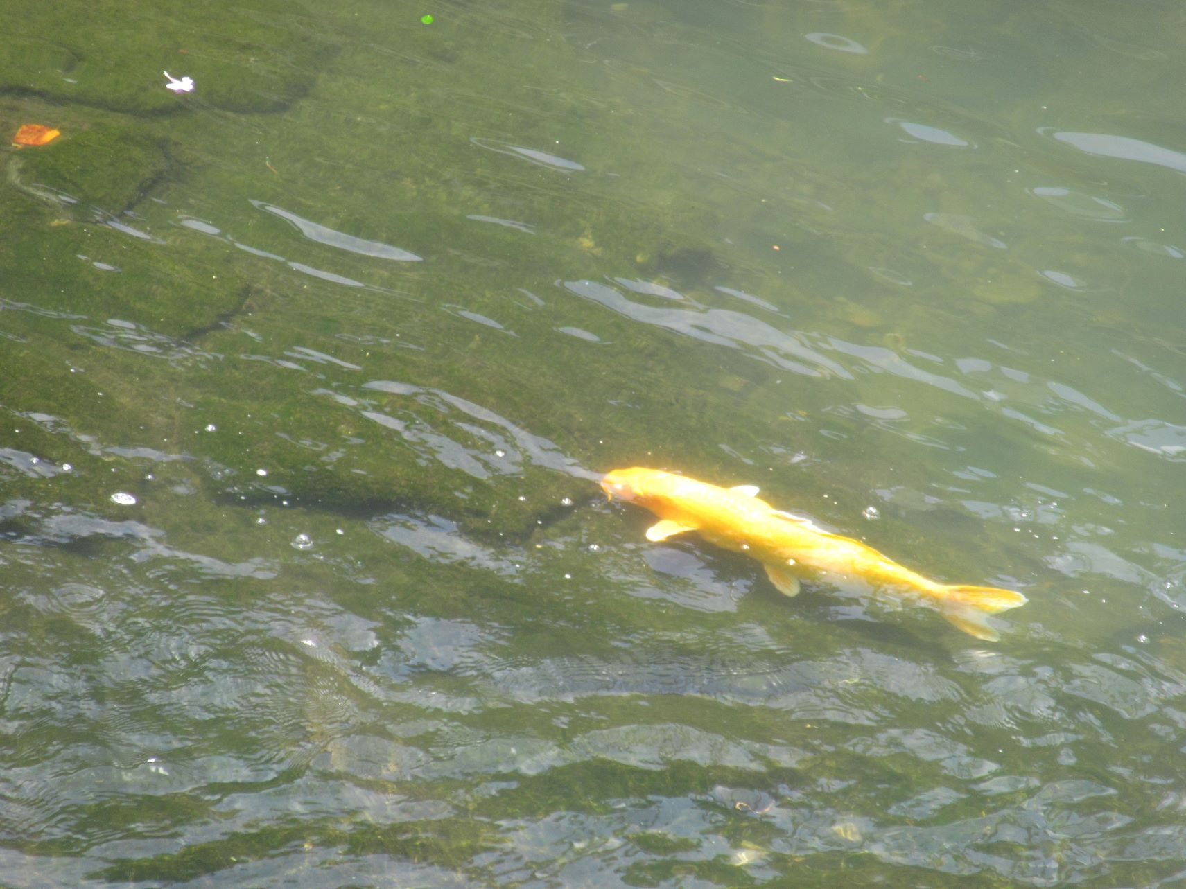 長崎市中島川の、黄金色に輝く鯉。