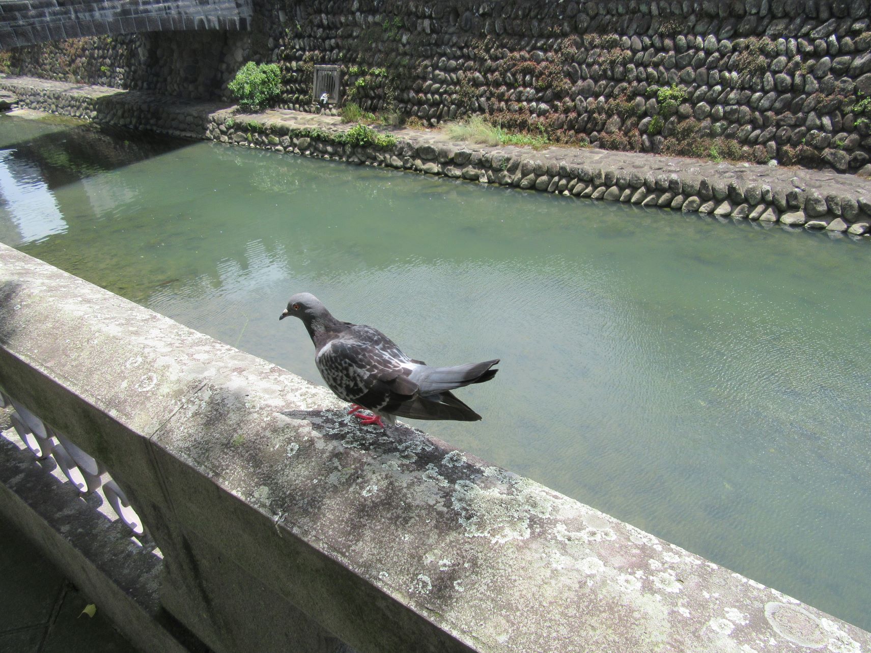 長崎市中島川沿いの、鳩。
