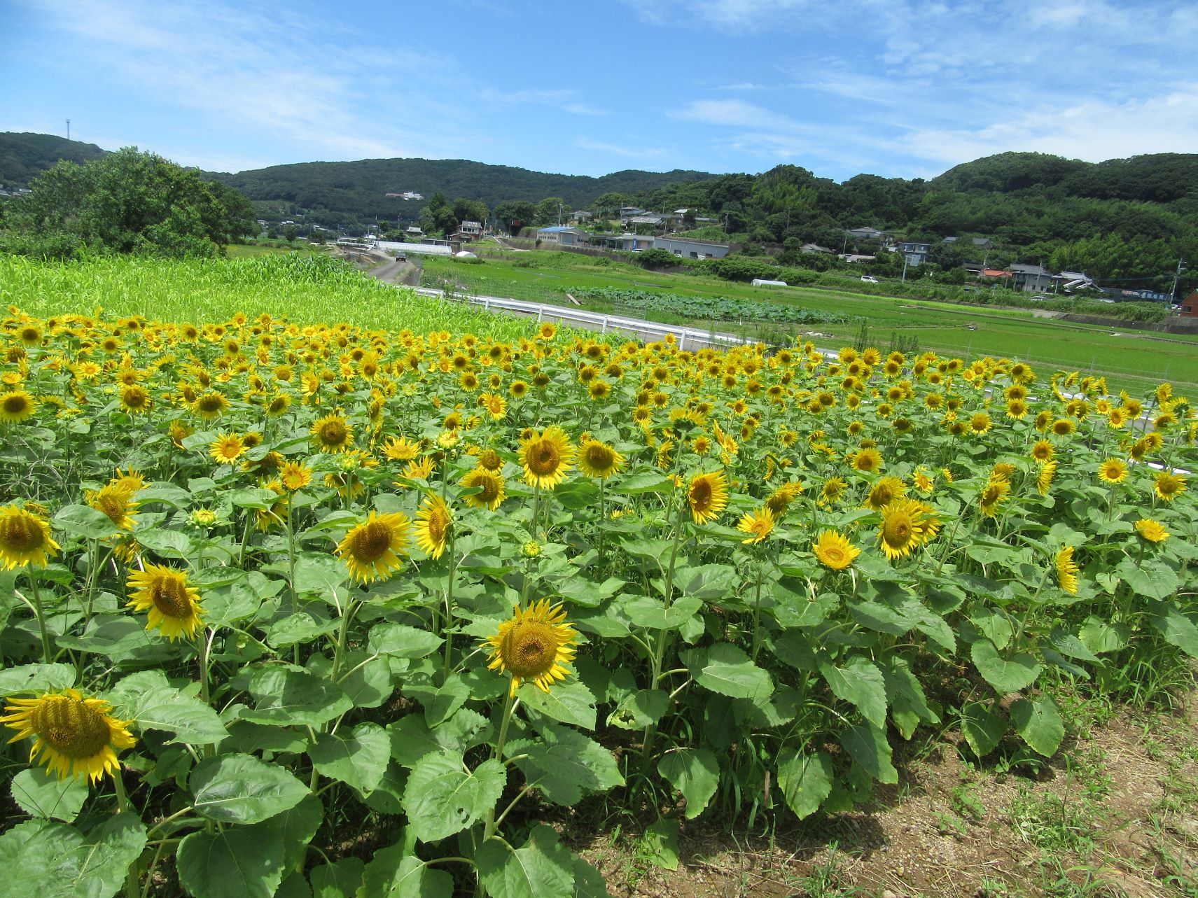 長崎県諫早市森山町の田舎道に咲く、ひまわりたち。