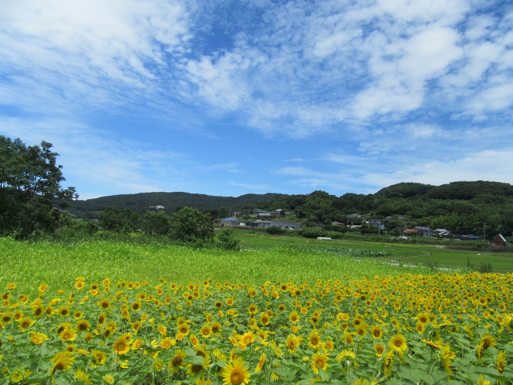 ひまわり畑と、日本の田舎の風景。