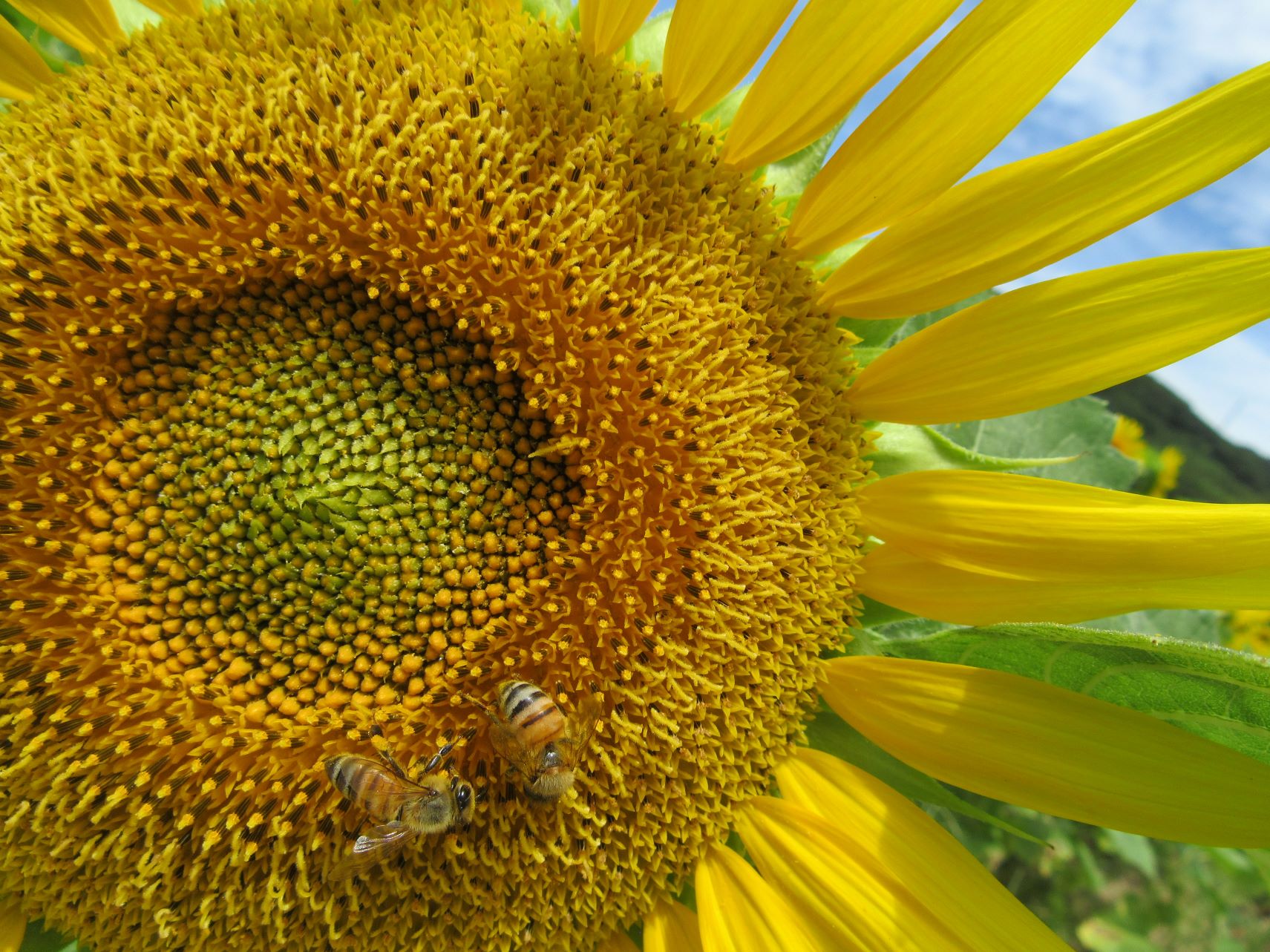 仲良さそうにひまわりの花にとまっている2匹のミツバチ。