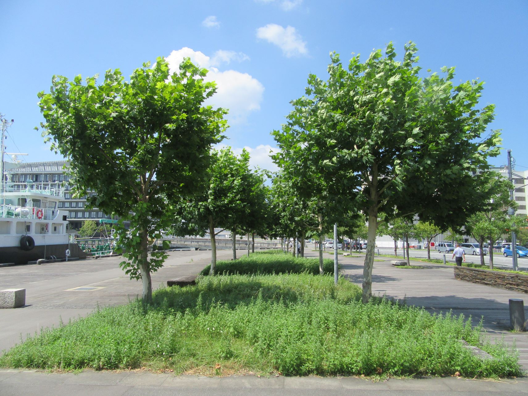 長崎市のプラタナス広場の、夏の活き活きとしたプラタナスの木々。
