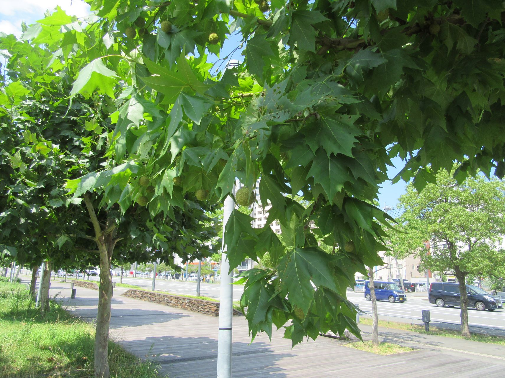 長崎市のプラタナス広場の木々と、実。