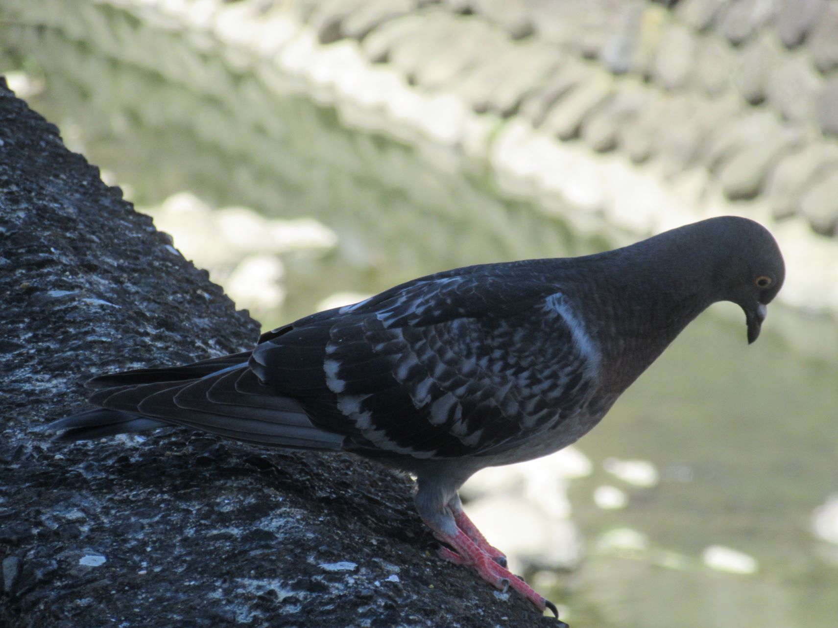 長崎市で、日陰に入って暑そうにしている鳩。