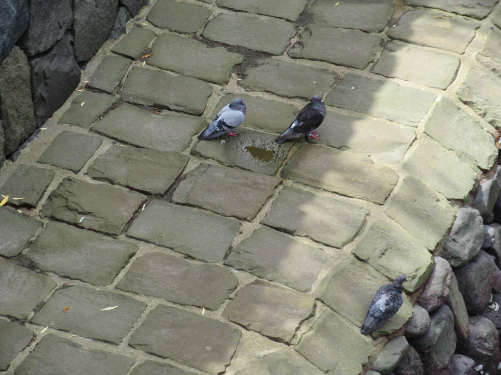 長崎市の眼鏡橋付近で撮影した、暑さをしのぐ鳩たち。