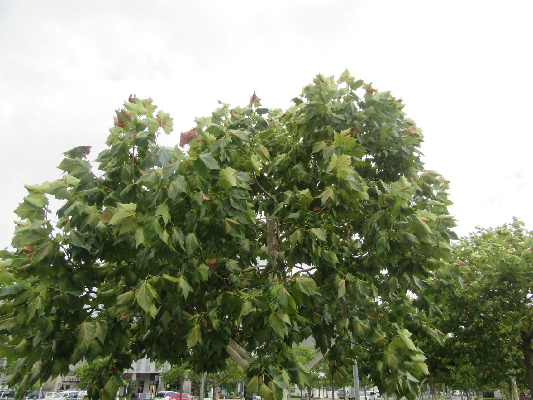 2023年9月5日撮影の、長崎市のプラタナス広場の、枯葉混じりのプラタナスの木。