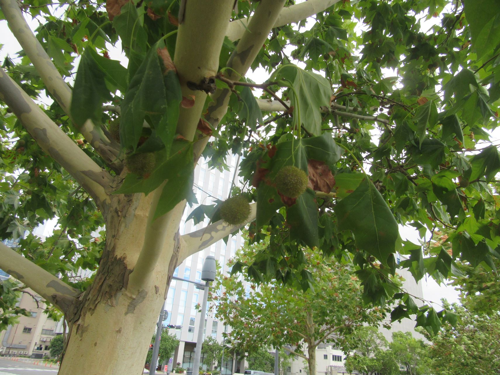 2023年9月5日撮影の、長崎市のプラタナス広場のプラタナスの木に生えている実。