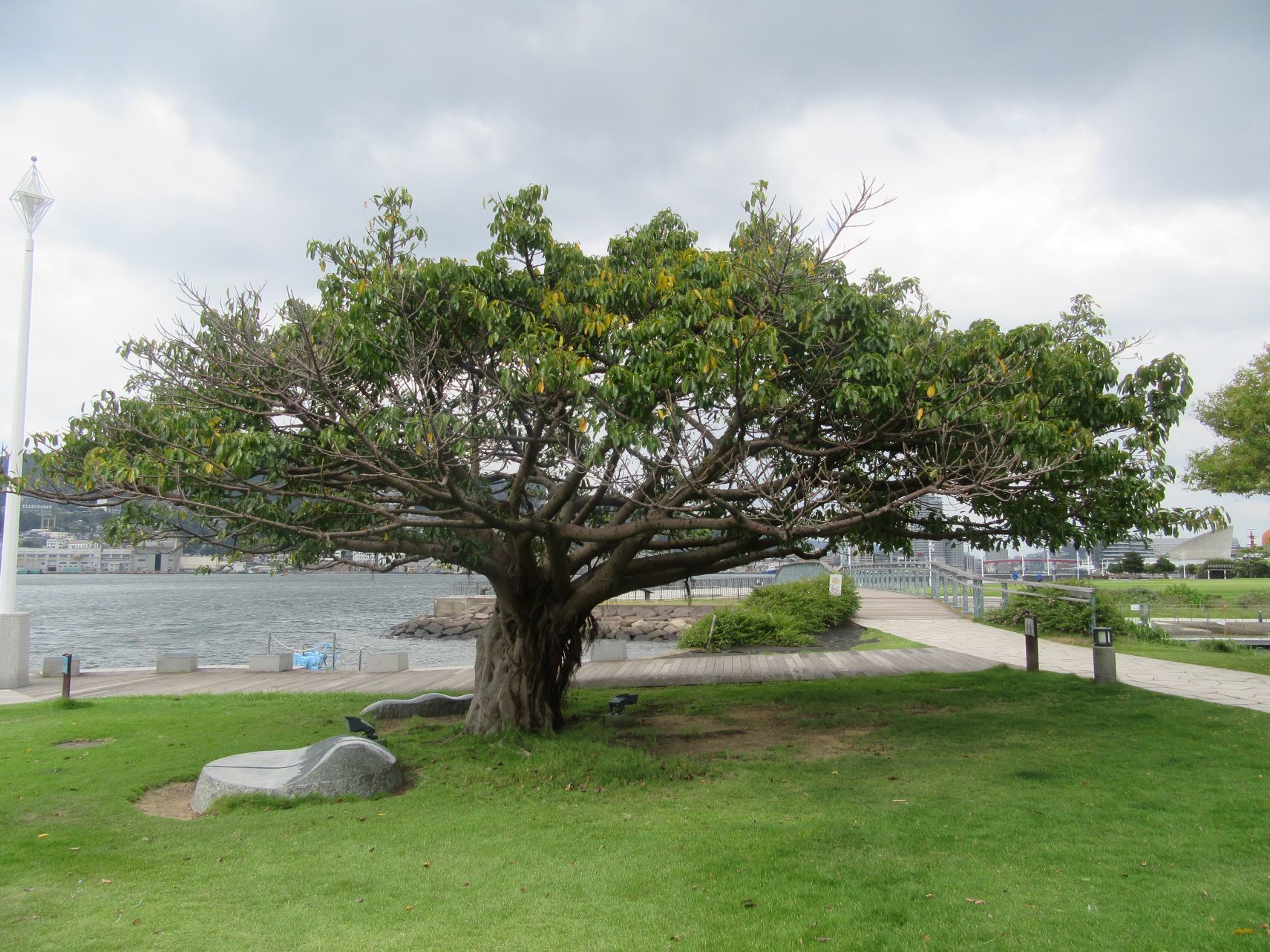 長崎市・長崎水辺の森公園の大きな木。