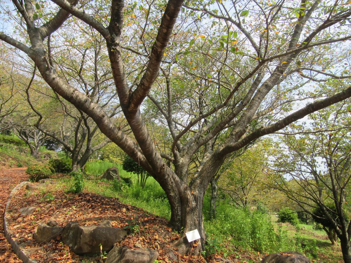 長崎県西海市四本堂公園の、とある木。