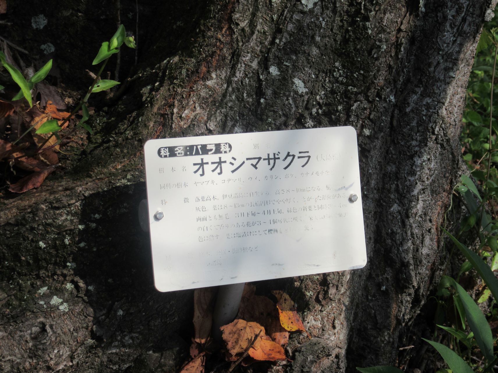 長崎県西海市四本堂公園の、オオシマザクラの看板。
