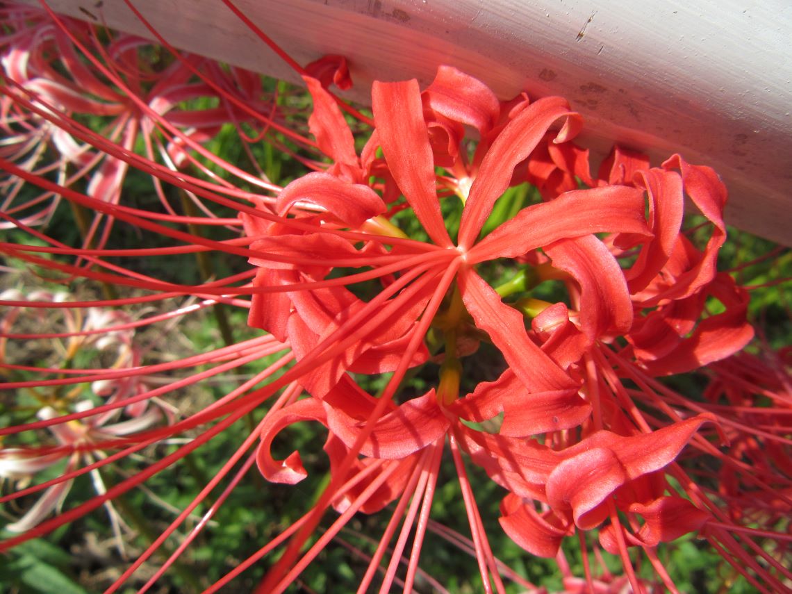 長崎県東彼杵郡波佐見町の鬼木棚田の鮮やかな赤の彼岸花。