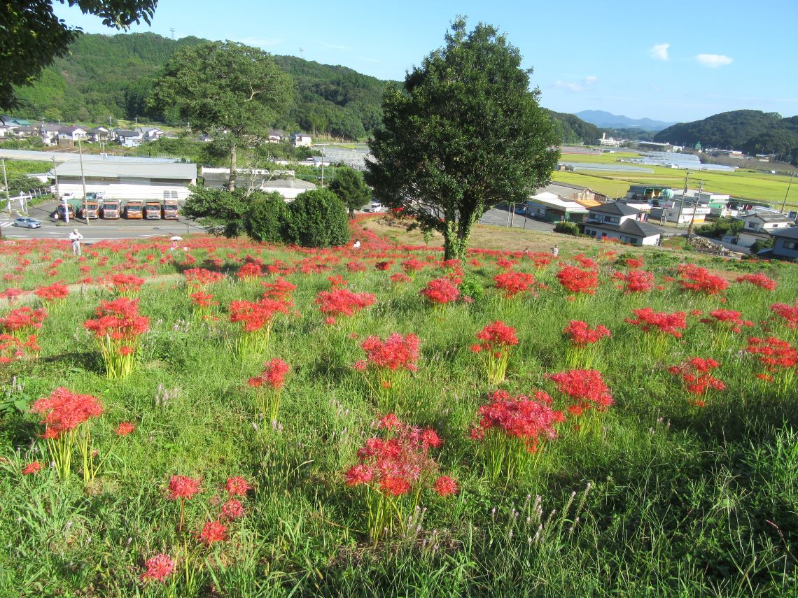 長崎市琴海戸根町にある、社が丘花園に、ポツポツと存在する彼岸花。