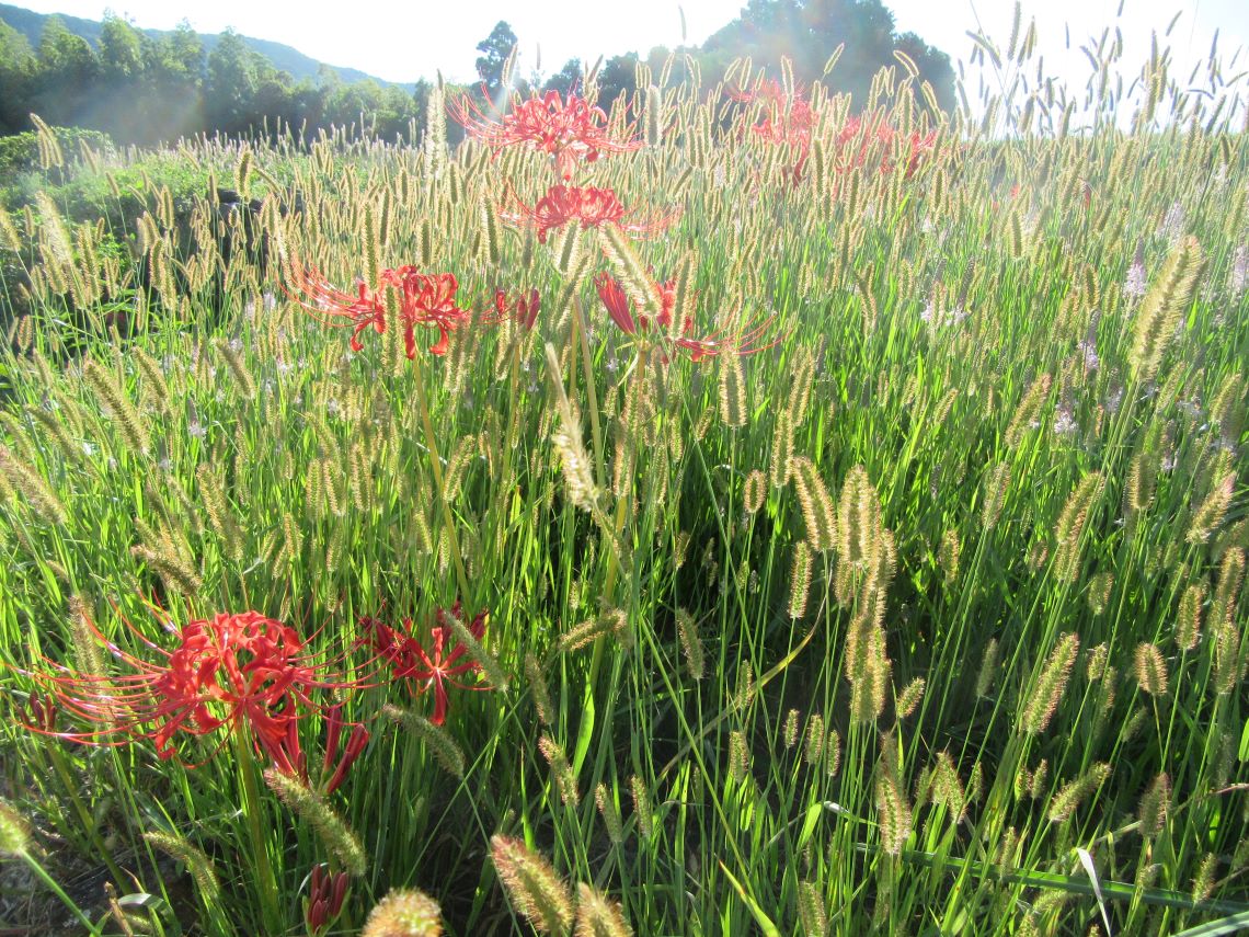 長崎市琴海戸根町にある、社が丘花園の彼岸花と、狗尾草（エノコログサ）。