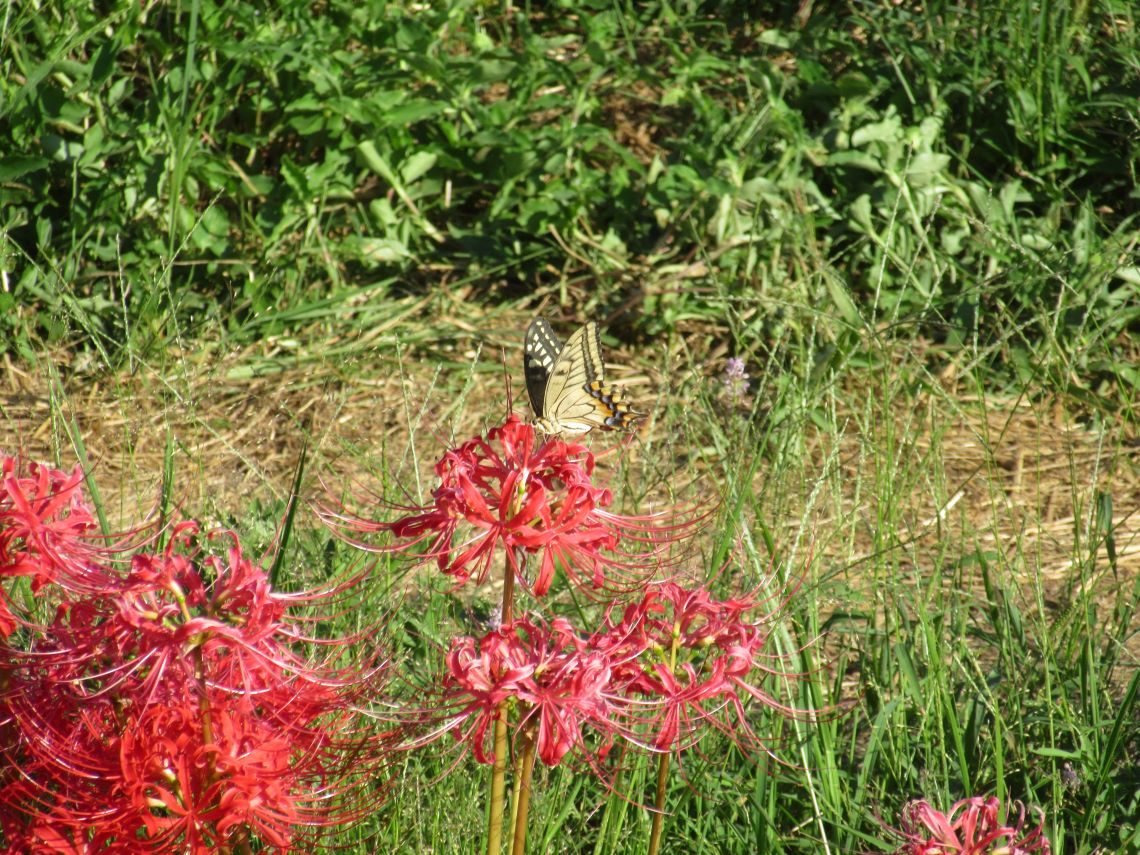 長崎市琴海戸根町にある、社が丘花園の彼岸花と、アゲハチョウ。