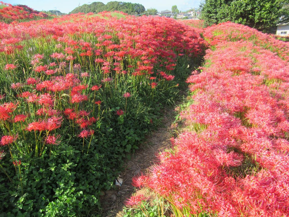長崎市琴海戸根町にある、社が丘花園のたくさんの彼岸花。