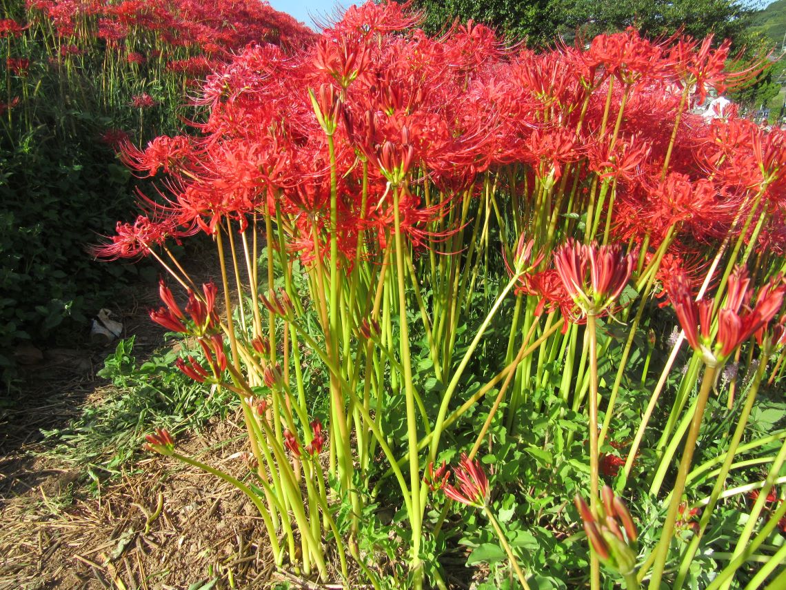 長崎市琴海戸根町にある、社が丘花園の彼岸花の力強い茎。
