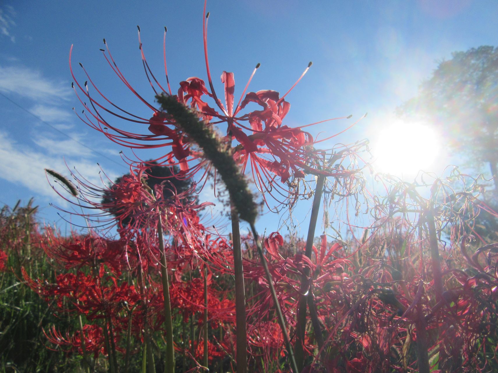 長崎市琴海戸根町にある、社が丘花園の彼岸花と太陽。