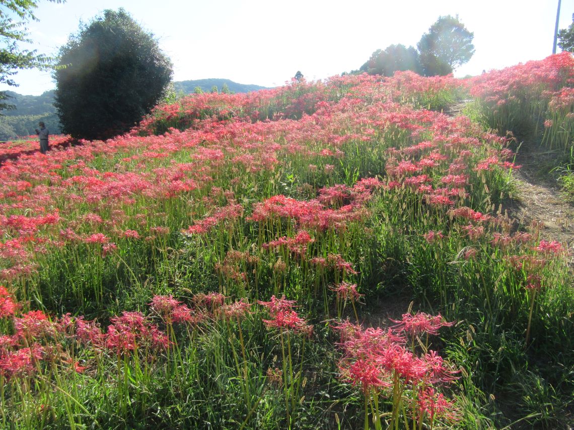 長崎市琴海戸根町にある、社が丘花園の彼岸花たち。