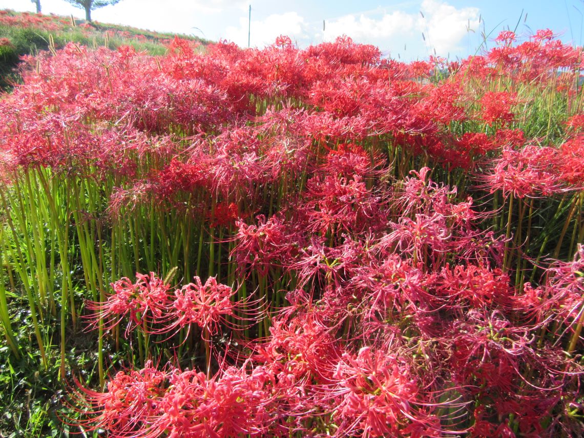 長崎市琴海戸根町にある、社が丘花園の真っ赤な彼岸花。