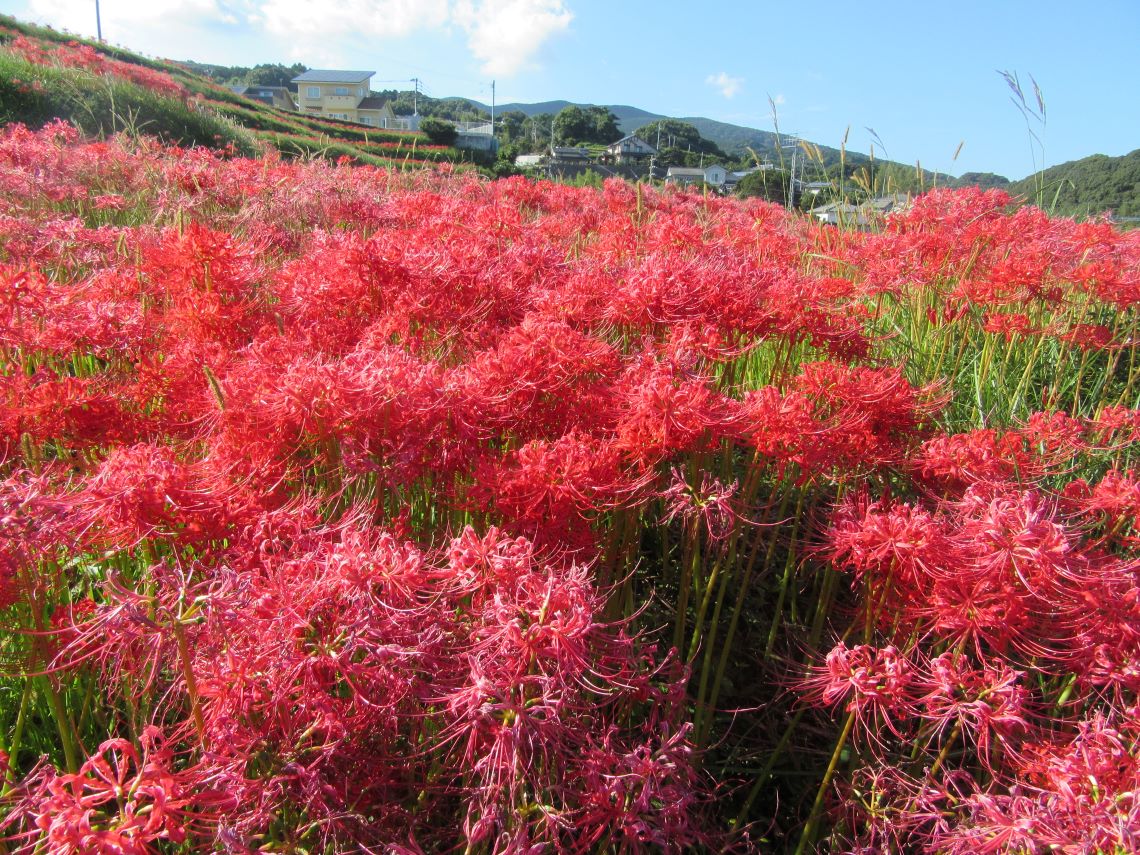 長崎市琴海戸根町にある、社が丘花園のたくさん咲いている彼岸花。