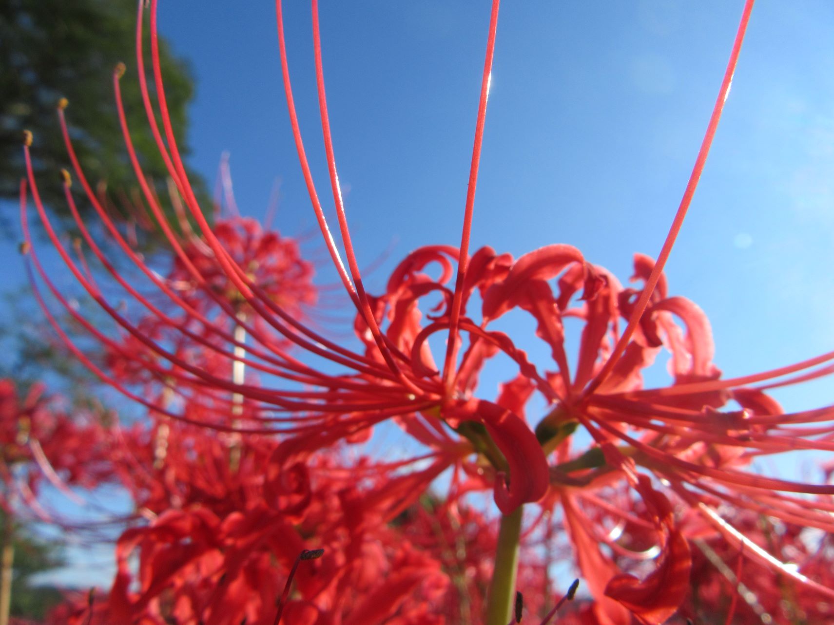 長崎市琴海戸根町にある、社が丘花園で近くから撮影した彼岸花。