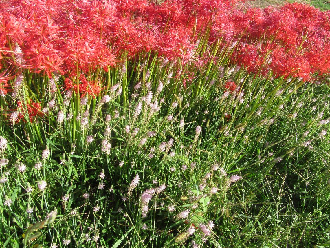 長崎市琴海戸根町にある、社が丘花園に咲く彼岸花と、ツルボと思われる植物。