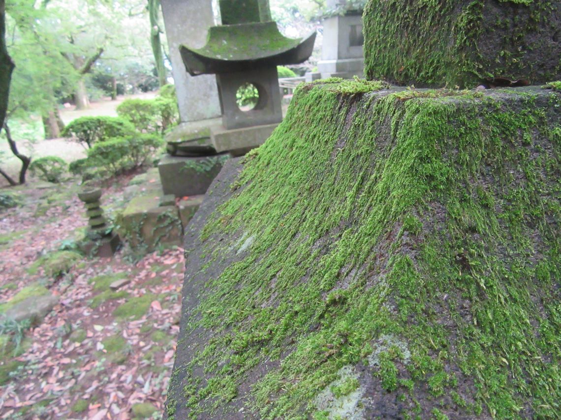 長崎県諫早市にある諫早公園の苔を近くから撮影。