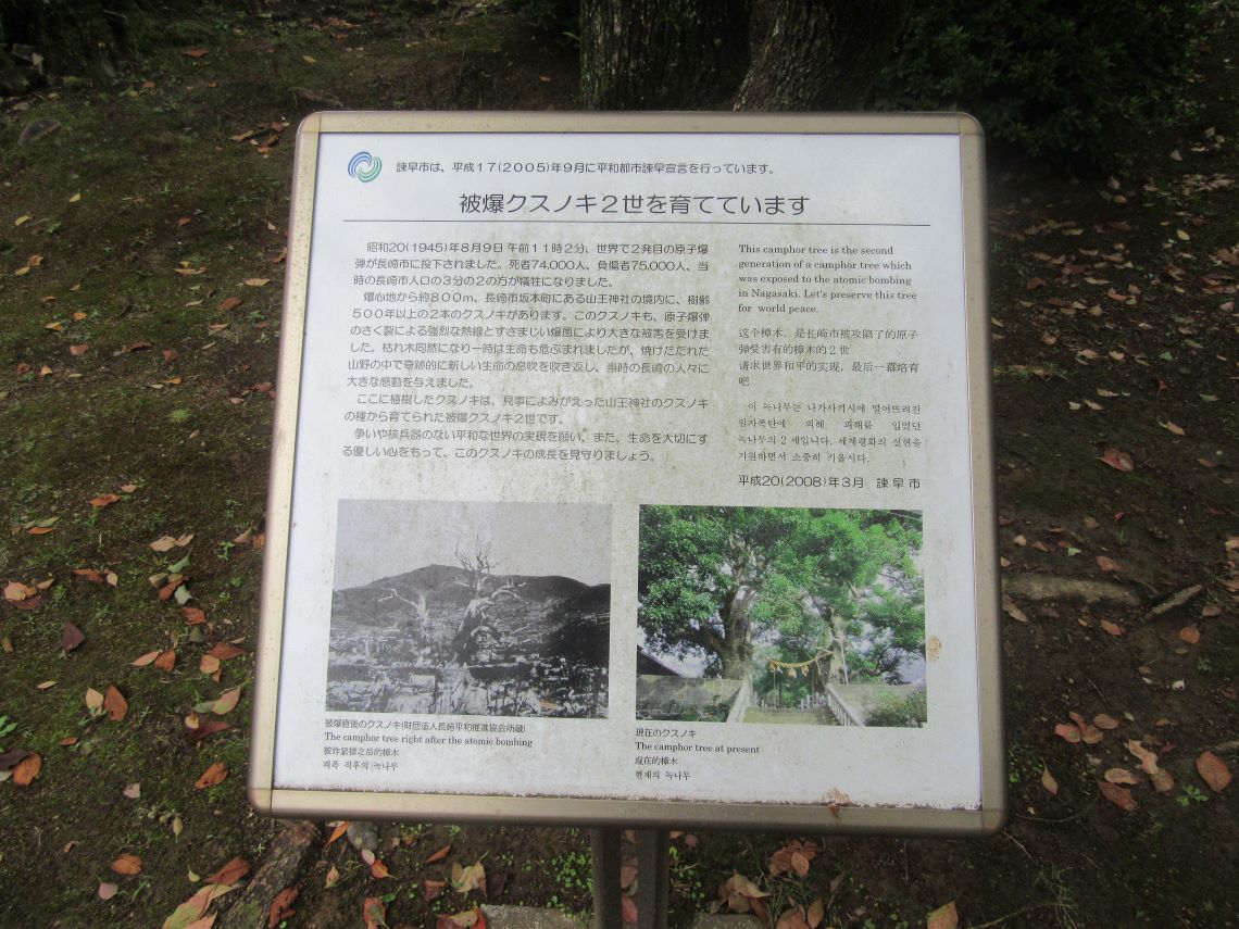 長崎県諫早市にある諫早公園にある、山王神社の被爆クスノキ2世の説明。