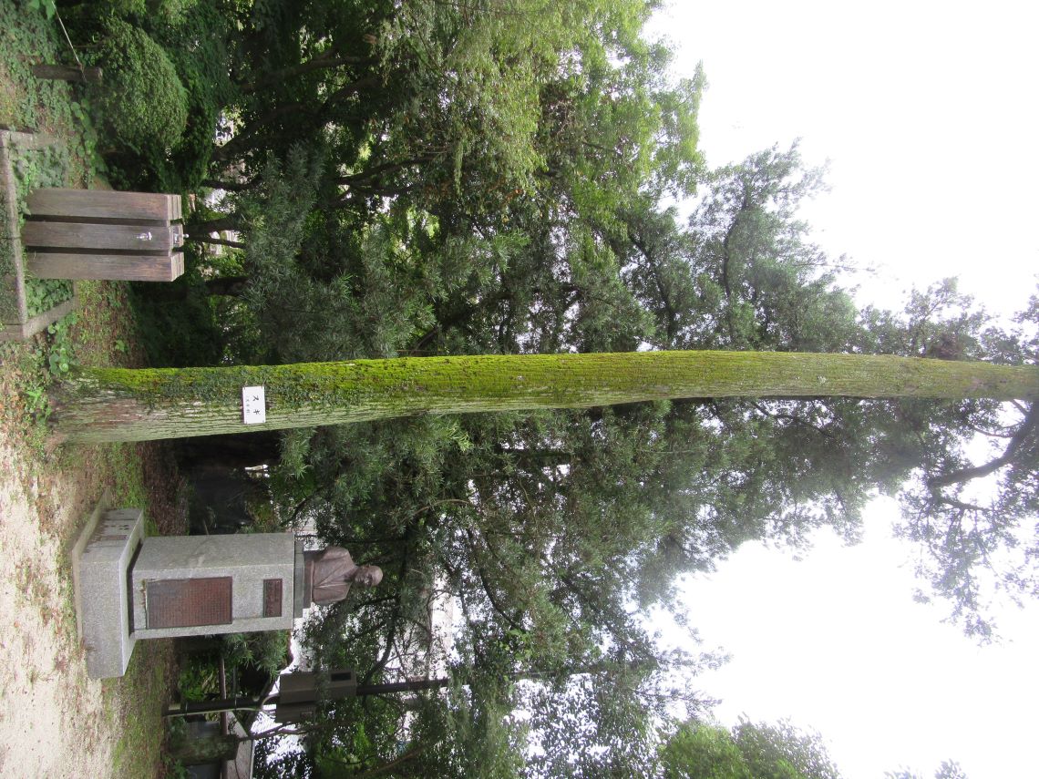 長崎県諫早市にある諫早公園で見つけた、木に生えた苔。
