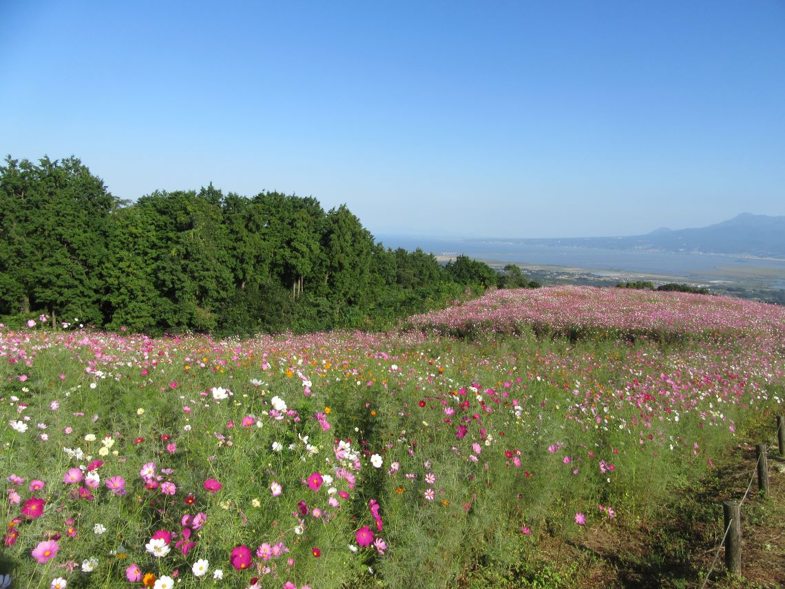 長崎県諫早市の白木峰高原のたくさんのコスモスに、癒やされる。